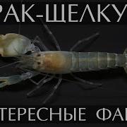 Рак Щелкун