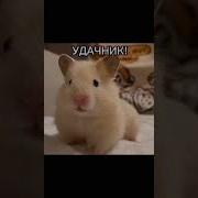 Встал Упай Чокопай