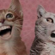 Numa Numa Cat