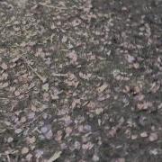 Тормози Ваня Тормози