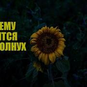 Сон Про Подсолнух