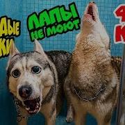 Хаски Бублик Клип На 600К