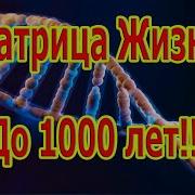 Самая Редкая И Мощная Матрица Жизнь До 1000 Лет
