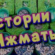 Истории Про Яжмать