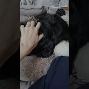 Купил Собаку Чтобы Не Грустить