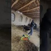 Уйнашмагин Арбоб Билан