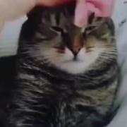 Это Всего Лишь Петунии