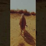 تزاوج الحمير من الخيول