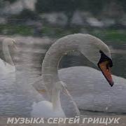 Белые Лебеди Сергей Грищук
