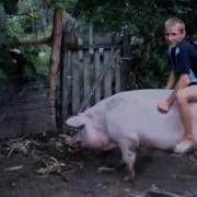 Ржака Пацан Верхом На Свинье