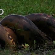 Giant Anaconda Vs Crocodile National Geographic Wild Animals Attack