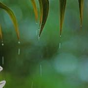 Nature Music Rain White Noise For Sleeping