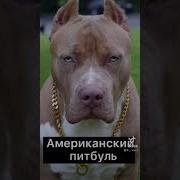 Появление Большой Собаки