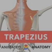 Moonson Trapezius