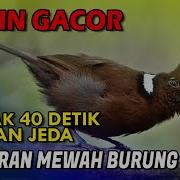 Cililin Gacor Nembak 40 Detik Dengan Jeda