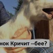 Как Орет Козленок Деревня Тв