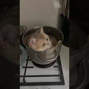 Ну Блять Если Лежу Значить Наверно Удобно