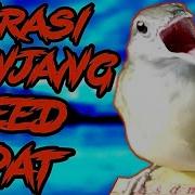 Mantap Rapat Kapas Tembak Gacor Speed Rapat