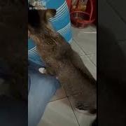Кот Понюхал Подмышку Хозяина И Упал В Обморок