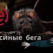 Как Выбраться Из Крысиных Бегов Как Обрести Финансовую Свободу