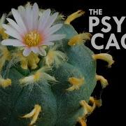 Peyote