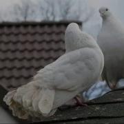 Вот Какая Доля Воровская Вся Жизнь Одна На Тюрьме Решётки