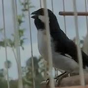 Esquente Seu Bigodinho Em 10 Minutos Canto Clássico Cantos Para Encarte