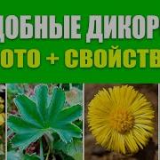 Лекарственные И Седобные Травы