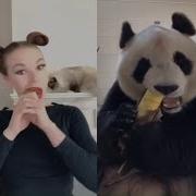 Panda Crunch Duet Challenge Funny Musically Tik Tok 2018