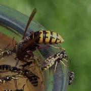 Wasp Touch You Best Slo Wine