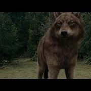 Twilight Wolves Not Gonna Die