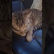 Я Не Милый Я Не Дрищ И Подписчиков Сто Тыщ