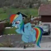 Rainbow Dash Real