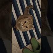 Инцест Женщины Дрочат Член Сиськами