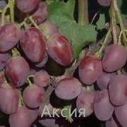 Аксия