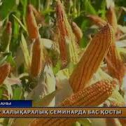 Отырарлық Шаруалардың Сорланған Жерге Егін Егіп Өнім Алғаны Елдің