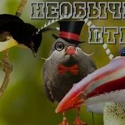 10 Самых Необычных Птиц