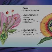 Покрытосеменные Растения 7 Класс