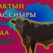 Казактын Ак Бас Сиыры