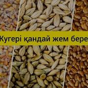 Бордакы Жылкы Калай Жем Берген Дурыс