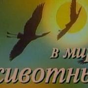 В Мире Животных Дроздов