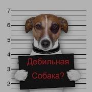 У Тебя Плохая Собака Если You Have A Bad Dog If