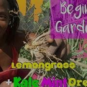 Lemongrass Monger