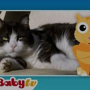 Animals Babytv Cat