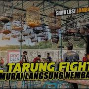 Simulasi Lomba Murai Batu Tembakan Tajam Terbaru 2024 Rmk Simulasi Murai Batu