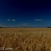 Wheat Field