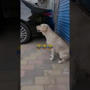 Чуть Чуть Туда Чуть Чуть Сюда