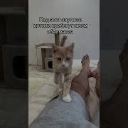 Мяу Мужским Голосом