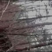 Иэ Планета Тайга Кедрач