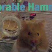 How To Sanitise Rocks Stones For Hamsters